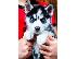 PoulaTo: Pure Breed Husky Pups Ready Now! Ble mátia Eyed !.